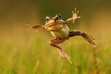 Fototapeta Zwierzęta - The leap of a planning frog Rhacophorus reinwardtii