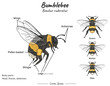 Bumblebee bombus ruderatus anatomy and types of its illustrations