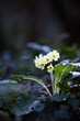 primula vulgaris fleur sous bois blanche jaune