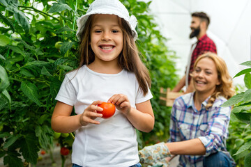 Wall Mural - Happy young farmer family harvesting tomato and vegetables from the greenhouse. Happy family