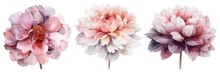 Set Of Watercolor Illustration Of Three Flowers, Peonies And Dahlia Isolated On A White Background, With Soft Pastel Pink Colors In A Minimalist Style, In The Style Of Clipart 