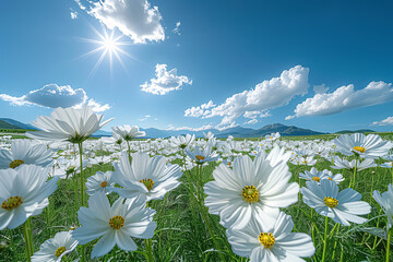 Wall Mural - White daisies on a meadow with blue sky and sun