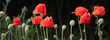 Red poppies banner, red bright scarlet flowers, Remembrance day, Memorial Anzac day background