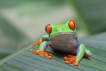 Wall Mural - Red-eyed tree frog sitting on green leaves, red-eyed tree frog (Agalychnis callidryas) closeup