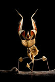 Fototapeta Zwierzęta - Idolomantis diabolica with self defense position on branch with black background, Idolo mantis closeup