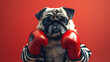 Pug Boxer in Training Stance Against Red Background