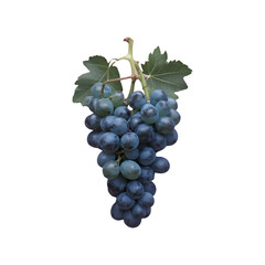 Grape fruit png isolated on transparent background