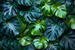 Monstera leaves are green. background
