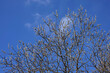 Early spring photo, willow branches with young white fluffy sprouts blossom against blue sky with light clouds