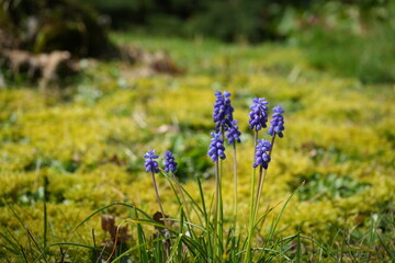 flowers in the meadow