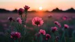 Image Toned background with blurred flowers field and sunset, autumn summer