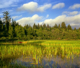 Fototapeta Desenie - Lake Ozette - Olympic National Park, Washington, USA, World Heritage Site by UNESCO