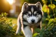 An Alaskan Malamute puppy exploring a garden, capturing its curiosity and playful nature