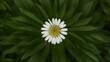 Large green leaves around chamomile flower on unique background