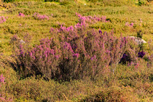 Heather plant, Mount Foia, Algarve, Portugal, February 2024