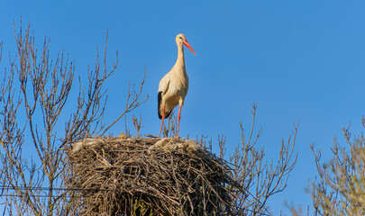 Wall Mural - yellow billed stork, Algarve, Portugal, February 2024