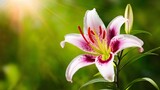 Fototapeta Do akwarium - Lily flower shining under sun, featured on wallpaper background