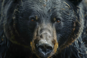 Wall Mural - A black bear with wet fur and a fierce look on its face. The bear's eyes are open and staring directly at the camera