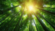 Sunlight streaming through tall bamboo grove