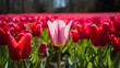 Pink tulip bloom in red tulips field under spring sunlight