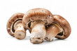 champignon mushrooms isolated on a white background