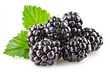  bunch of blackberries complete with leaves isolated on a white background