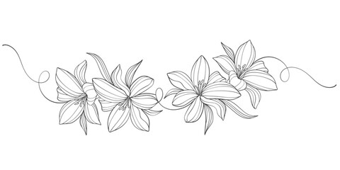 Wall Mural - Sketch Floral Botany Collection. flower drawings. Black and white with line art on white backgrounds. Hand Drawn Botanical Illustrations.Vector.