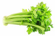 fresh green celery isolated on white background