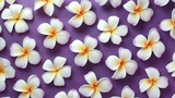 Fototapeta Do akwarium - Soft purple and blue plumeria frangipani flower background abstract