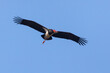 Black Stork (Ciconia nigra) in flight  with outstretched wings Limpopo, South Africa