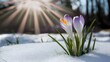 Springtime crocus flower emerges through snow in sunbeam backdrop
