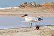 Caspian Tern (Hydroprogne caspia) at Kliphoek Salt Pans, Velddrif, West Coast, South Africa, a popular birding hotspot