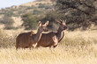 Greater Kudu (Tragelaphus strepsiceros) young male and female looking alert on sensing a predator  in grassland savanna, Kalahari, Northern Cape,  South Africa