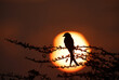Common drongo during Sunset at Bhigwan bird sanctuary, India