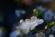 Baumblüte im Frühling, Kirschenblüte, Pflaumenkirsche, seitlich mit viel copy space, Stuabgefäß