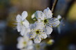 Baumblüte im Frühling, weiße, Kirschenblüte, Pflaumenkirsche, drei Blüten, abendlicht