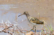 Male Greater Painted-snipe (Rostratula benghalensis) or Goudsnip foraging on mud flats in Limpopo, South Africa where they are listed as Near Threatened