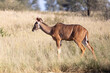 Greater Kudu (Tragelaphus strepsiceros) female in dry savannah grassland,in Kgalagadi Transfrontier Park,  Northern Cape, South Africa