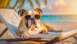 Carefree bulldog wearing sunglasses laying like a boss on the sunbed at tropical beach. Summer holiday for pets with a dog resting at the sea resort