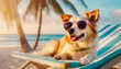 Fluffy Corgi dog wearing sunglasses laying happy on the sunbed at tropical beach. Summer holiday for pets resting at the sea resort