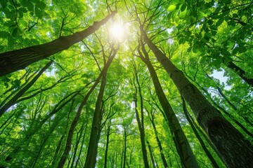 Aufkleber - green forest Filled with tall trees Sunlight filters through branches 