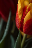 Fototapeta Maki - Background of a colored bouquet of tulips in water drops close-up.