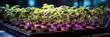 Growing seedlings indoors under a full spectrum led growing light. Growing seedlings of greens and tomatoes at home under the ultraviolet light of grow lights, Generative AI.