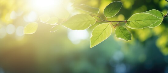 Canvas Print - Sunlight filtering through forest tree leaves