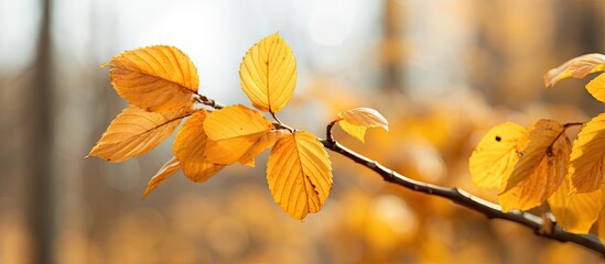 Wall Mural - A branch with golden foliage in a woodland