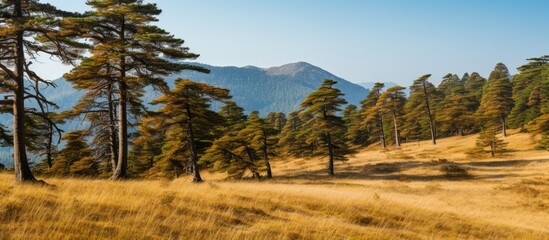 Canvas Print - A scenic meadow with foliage and hills