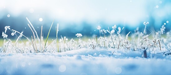 Canvas Print - Snow-covered grass and small plants in a field with blue sky