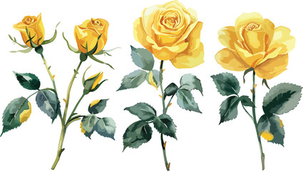 Yellow Rose flower with buds and leaves set of blooming plant watercolor illustration on white background. Elements for romantic floral decoration, wedding stationary, greetings, anniversary.