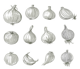 Wall Mural - Onions collection. Sketch isolated onion, grayscale elements. Cartoon fresh garden plants. Root vegetable, agriculture harvest vector clipart