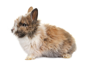Wall Mural - Fluffy rabbit isolated on white. Cute pet